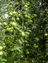 The branches of the Apple fruit. Royalty Free Stock Photo